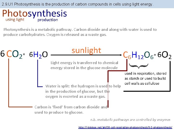 2. 9. U 1 Photosynthesis is the production of carbon compounds in cells using