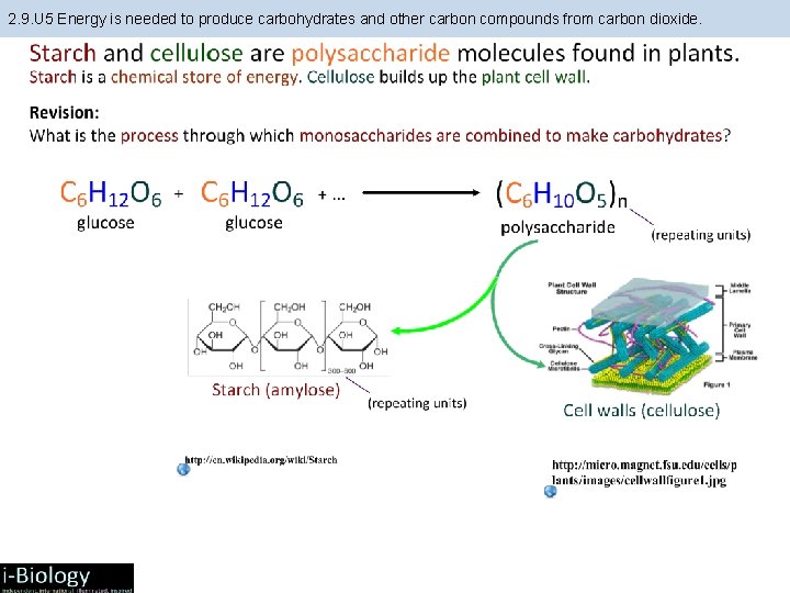 2. 9. U 5 Energy is needed to produce carbohydrates and other carbon compounds