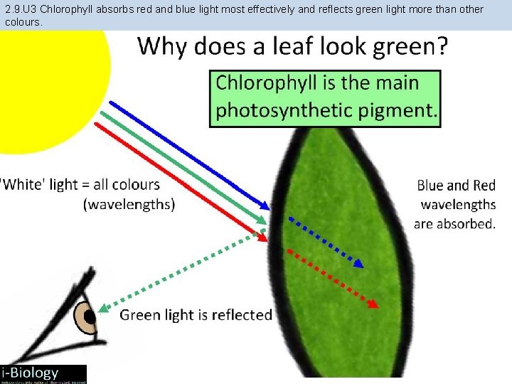 2. 9. U 3 Chlorophyll absorbs red and blue light most effectively and reflects