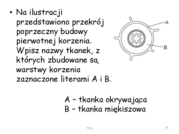  • Na ilustracji przedstawiono przekrój poprzeczny budowy pierwotnej korzenia. Wpisz nazwy tkanek, z