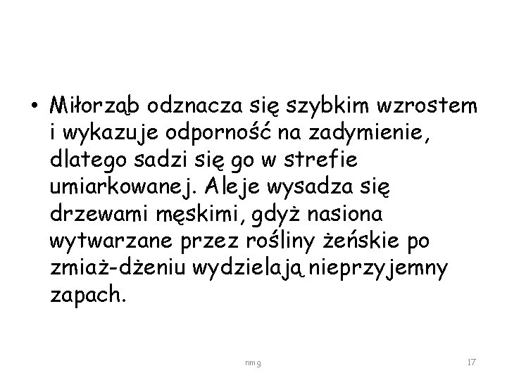  • Miłorząb odznacza się szybkim wzrostem i wykazuje odporność na zadymienie, dlatego sadzi