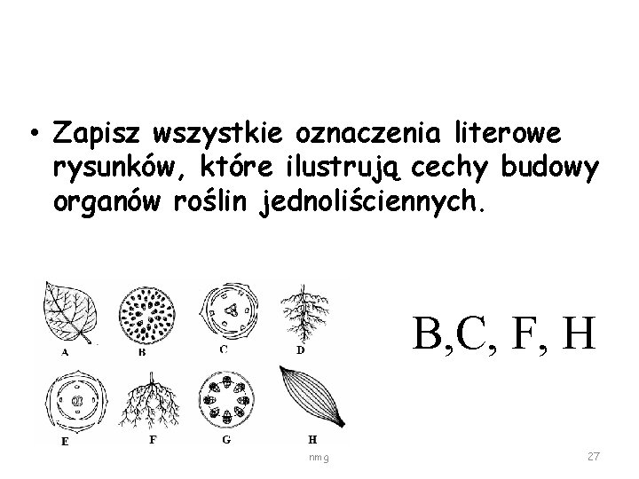  • Zapisz wszystkie oznaczenia literowe rysunków, które ilustrują cechy budowy organów roślin jednoliściennych.
