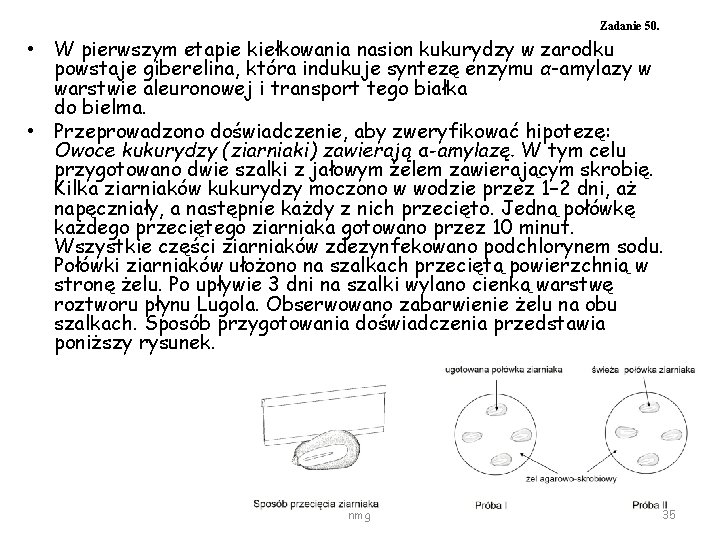 Zadanie 50. • W pierwszym etapie kiełkowania nasion kukurydzy w zarodku powstaje giberelina, która