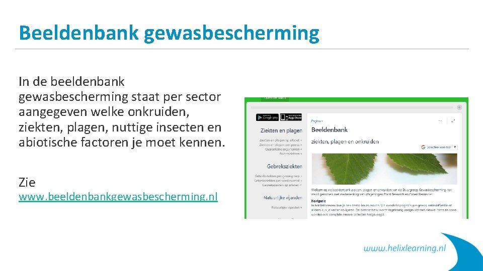 Beeldenbank gewasbescherming In de beeldenbank gewasbescherming staat per sector aangegeven welke onkruiden, ziekten, plagen,