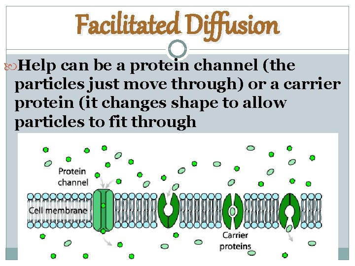Facilitated Diffusion Help can be a protein channel (the particles just move through) or