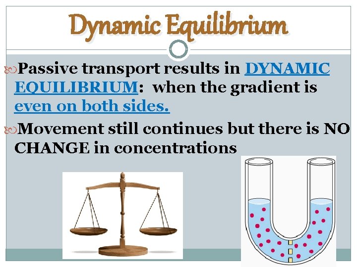 Dynamic Equilibrium Passive transport results in DYNAMIC EQUILIBRIUM: when the gradient is even on