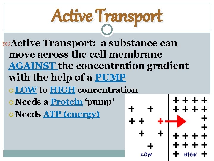 Active Transport: a substance can move across the cell membrane AGAINST the concentration gradient