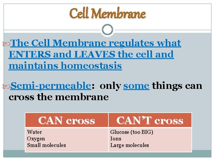 Cell Membrane The Cell Membrane regulates what ENTERS and LEAVES the cell and maintains