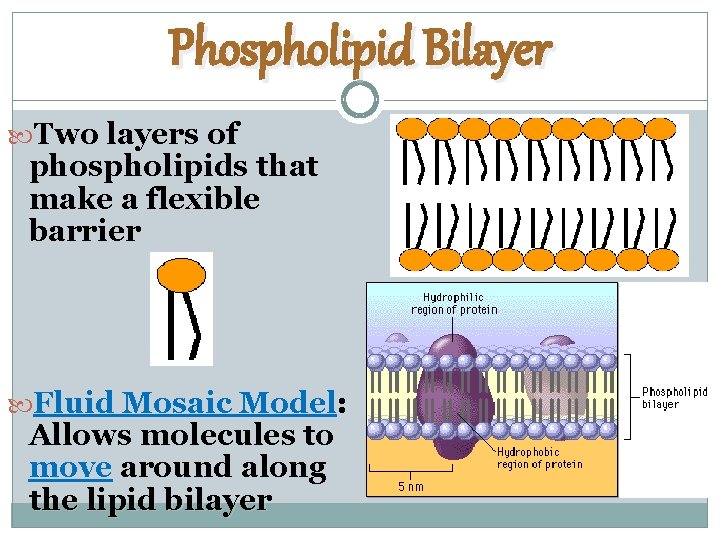 Phospholipid Bilayer Two layers of phospholipids that make a flexible barrier Fluid Mosaic Model: