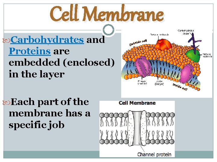 Cell Membrane Carbohydrates and Proteins are embedded (enclosed) in the layer Each part of