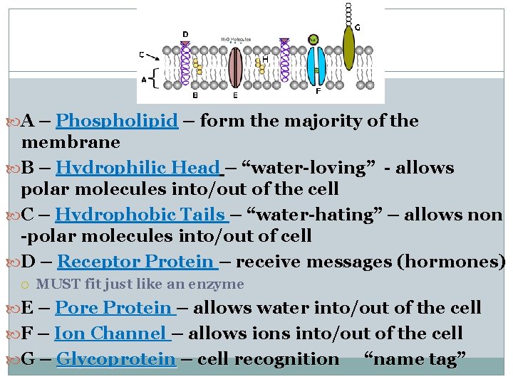  A – Phospholipid – form the majority of the membrane B – Hydrophilic