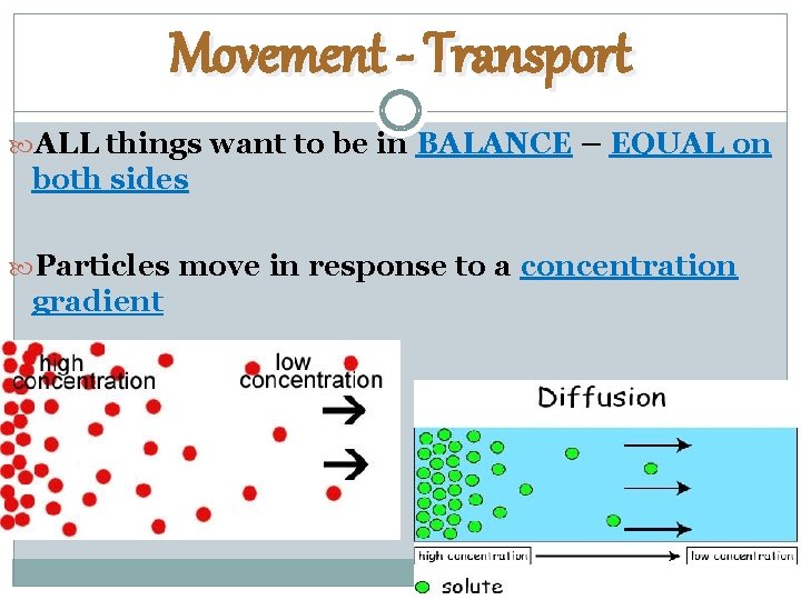 Movement - Transport ALL things want to be in BALANCE – EQUAL on both