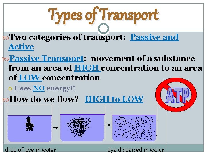 Types of Transport Two categories of transport: Passive and Active Passive Transport: movement of