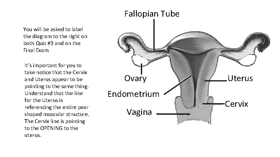 Fallopian Tube You will be asked to label the diagram to the right on