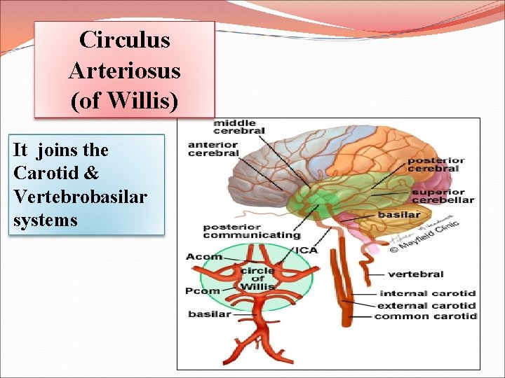 Circulus Arteriosus (of Willis) It joins the Carotid & Vertebrobasilar systems 
