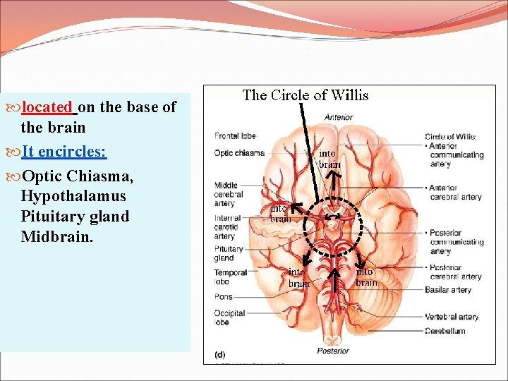  located on the base of the brain It encircles: Optic Chiasma, Hypothalamus Pituitary