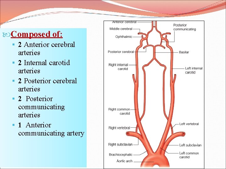  Composed of: § 2 Anterior cerebral § § arteries 2 Internal carotid arteries