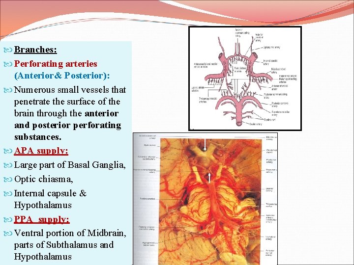  Branches: Perforating arteries (Anterior& Posterior): Numerous small vessels that penetrate the surface of