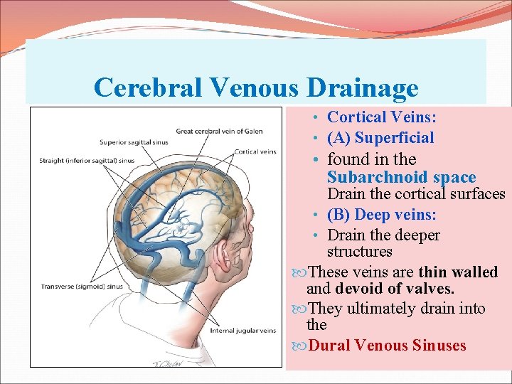 Cerebral Venous Drainage • Cortical Veins: • (A) Superficial • found in the Subarchnoid