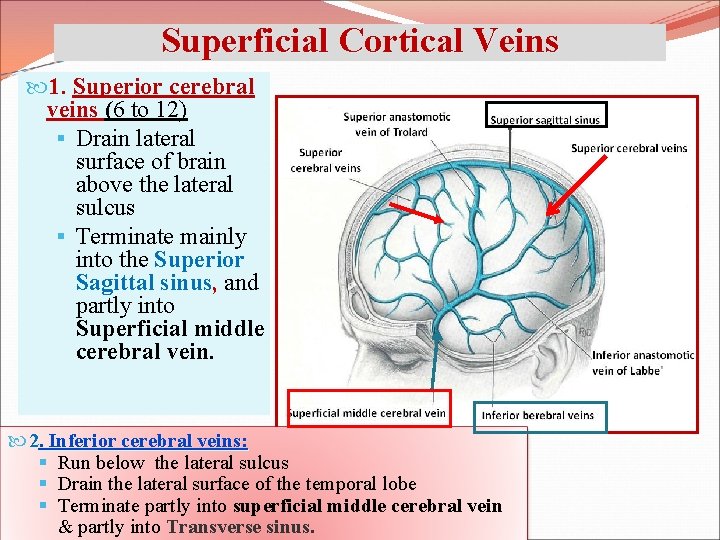 Superficial Cortical Veins 1. Superior cerebral veins (6 to 12) § Drain lateral surface