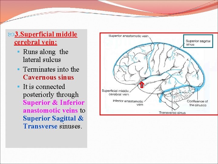  3. Superficial middle cerebral vein: § Runs along the lateral sulcus § Terminates