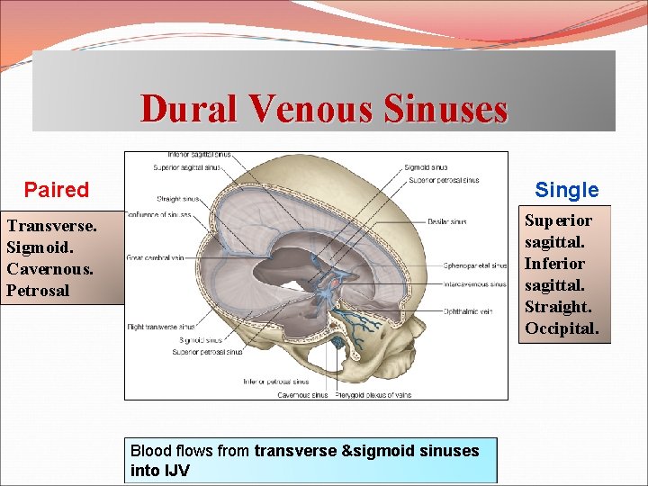 Dural Venous Sinuses Paired Single Transverse. Sigmoid. Cavernous. Petrosal Superior sagittal. Inferior sagittal. Straight.