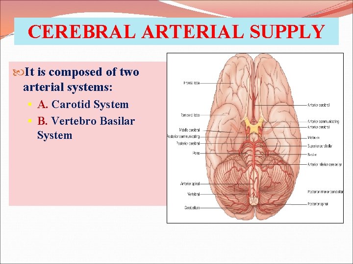 CEREBRAL ARTERIAL SUPPLY It is composed of two arterial systems: § A. Carotid System