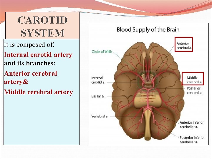 CAROTID SYSTEM It is composed of: Internal carotid artery and its branches: Anterior cerebral