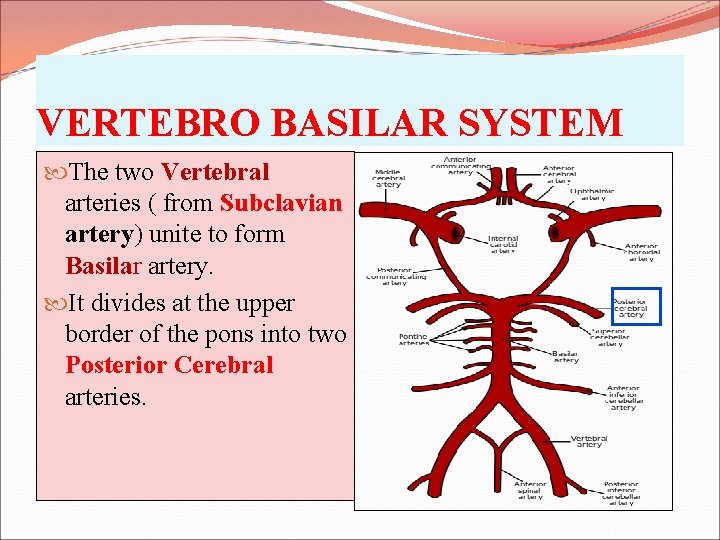 VERTEBRO BASILAR SYSTEM The two Vertebral arteries ( from Subclavian artery) unite to form