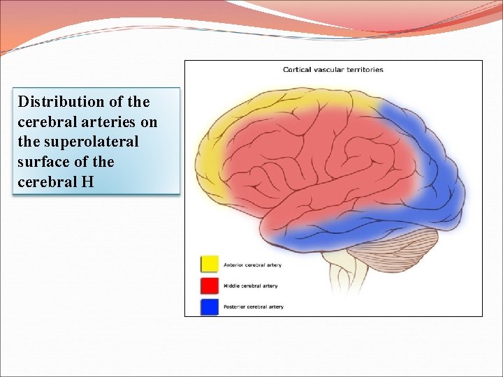 Distribution of the cerebral arteries on the superolateral surface of the cerebral H 