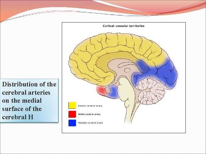 Distribution of the cerebral arteries on the medial surface of the cerebral H 