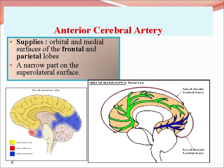 Anterior Cerebral Artery • Supplies : orbital and medial surfaces of the frontal and