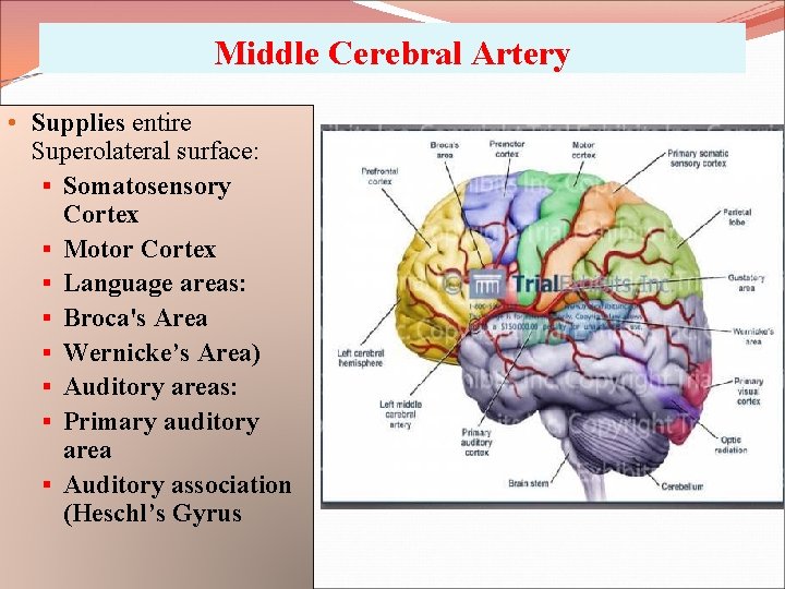 Middle Cerebral Artery • Supplies entire Superolateral surface: § Somatosensory Cortex § Motor Cortex