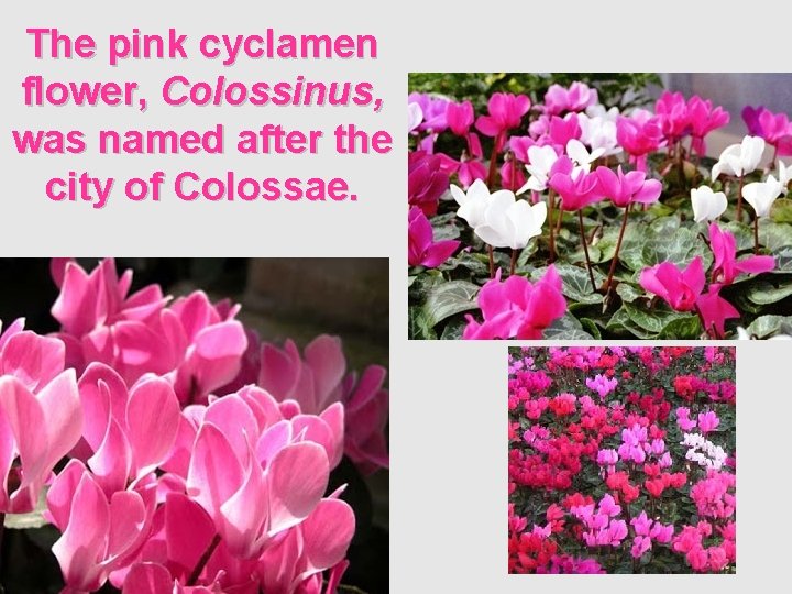 The pink cyclamen flower, Colossinus, was named after the city of Colossae. 