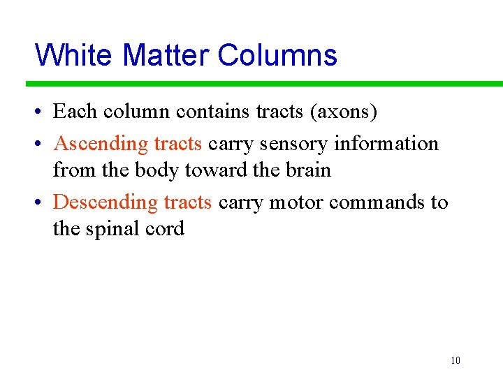 White Matter Columns • Each column contains tracts (axons) • Ascending tracts carry sensory