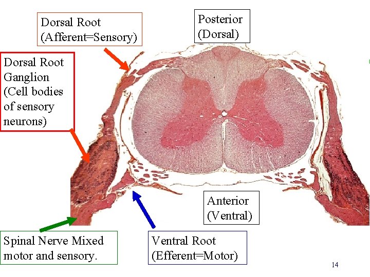 Dorsal Root (Afferent=Sensory) Posterior (Dorsal) Dorsal Root Ganglion (Cell bodies of sensory neurons) Anterior
