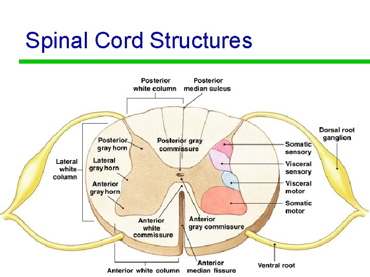 Spinal Cord Structures 15 