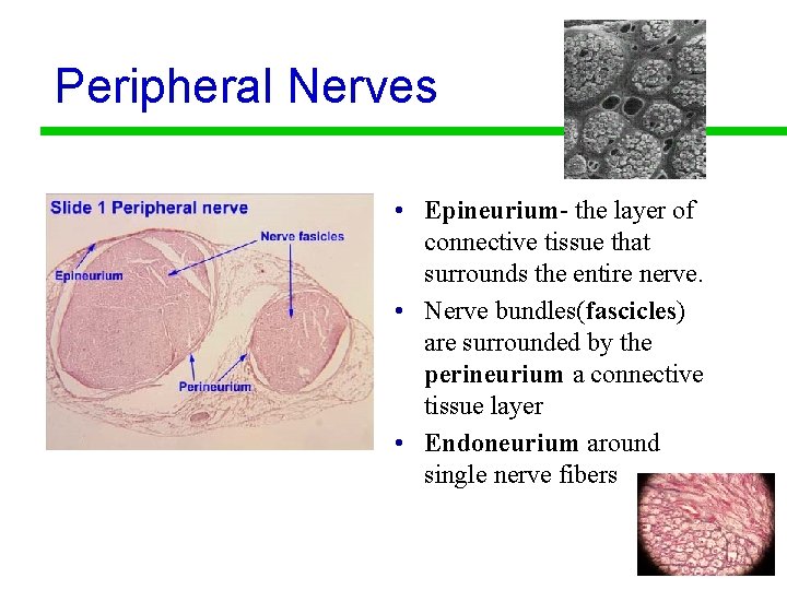 Peripheral Nerves • Epineurium- the layer of connective tissue that surrounds the entire nerve.