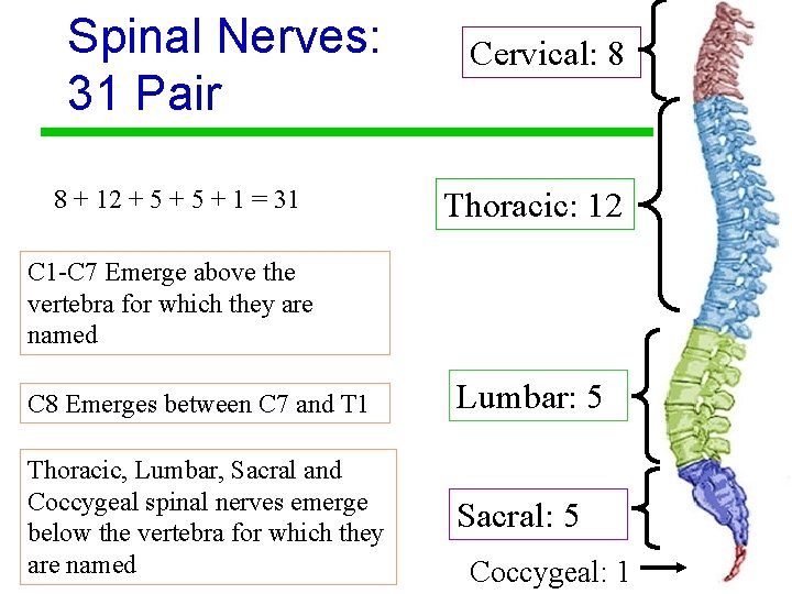 Spinal Nerves: 31 Pair 8 + 12 + 5 + 1 = 31 Cervical: