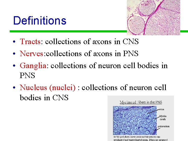 Definitions • Tracts: collections of axons in CNS • Nerves: collections of axons in