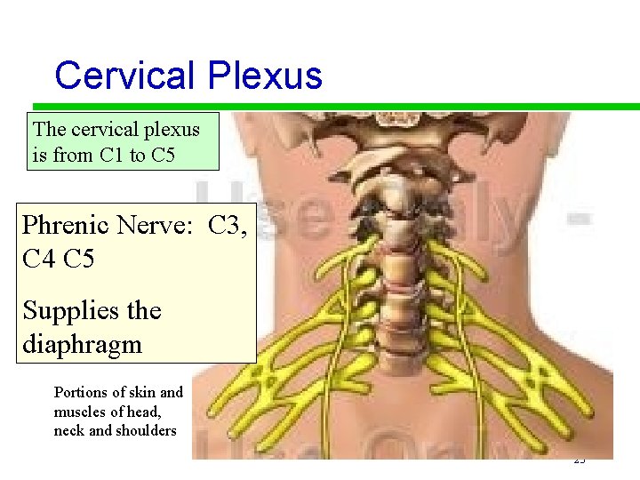 Cervical Plexus The cervical plexus is from C 1 to C 5 Phrenic Nerve: