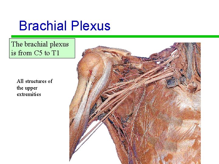Brachial Plexus The brachial plexus is from C 5 to T 1 All structures