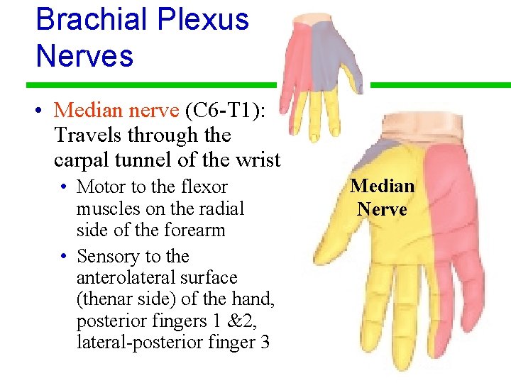 Brachial Plexus Nerves • Median nerve (C 6 -T 1): Travels through the carpal
