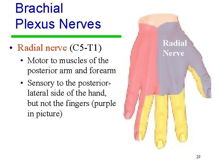 Brachial Plexus Nerves • Radial nerve (C 5 -T 1) • Motor to muscles