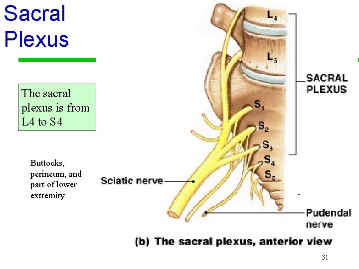 Sacral Plexus The sacral plexus is from L 4 to S 4 Buttocks, perineum,