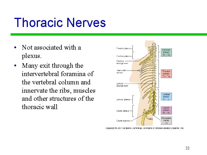 Thoracic Nerves • Not associated with a plexus. • Many exit through the intervertebral