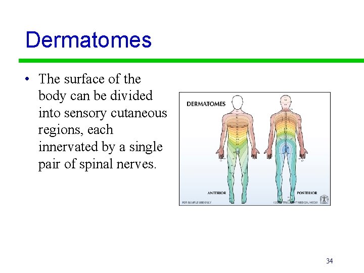 Dermatomes • The surface of the body can be divided into sensory cutaneous regions,