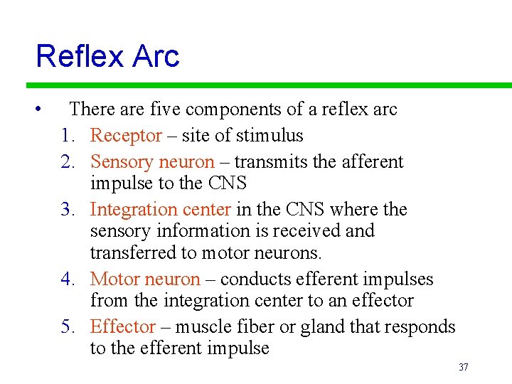 Reflex Arc • There are five components of a reflex arc 1. Receptor –