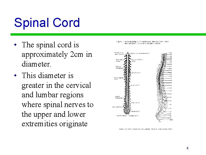 Spinal Cord • The spinal cord is approximately 2 cm in diameter. • This