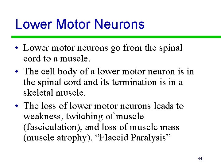 Lower Motor Neurons • Lower motor neurons go from the spinal cord to a